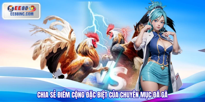 Chia sẻ điểm cộng đặc biệt của chuyên mục đá gà Chia sẻ điểm cộng đặc biệt của chuyên mục đá gà
